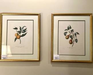 Framed Botanicals
