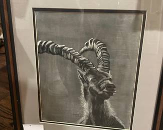 Drawing of Alpine Ibex