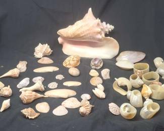 Large Assortment of Natural Seashells and Custom Made ShellCrafted Napkin Rings