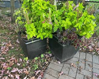 Plants