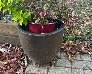 Plants
