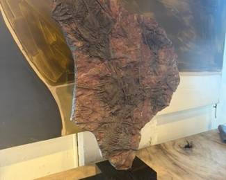 Fossil Specimen
