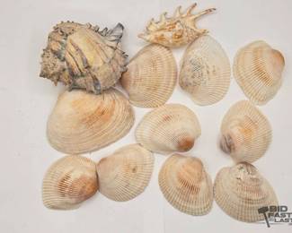 1906 12 Miscellaneous Decortive Seashells