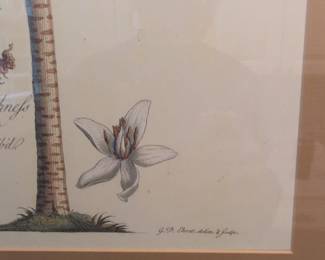 Georg Dionysius Ehret Botanical Print Papaya Tree second image