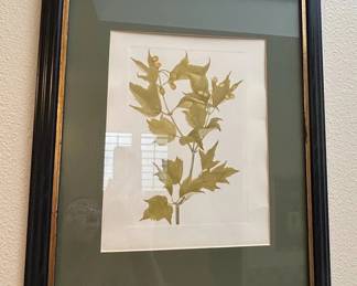 Set of Three Framed Botanical Prints by Mary Vaux Walcott