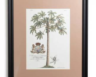 Georg Dionysius Ehret Botanical Print Papaya Tree