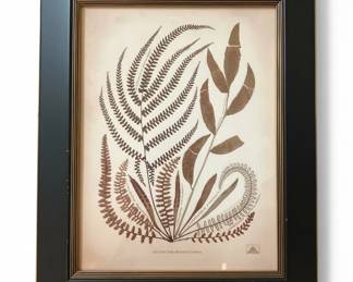 New York Botanical Garden Fern Prints, Set of