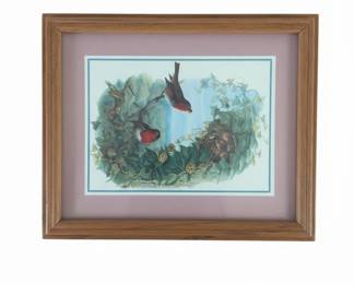 Vintage Framed European Robin Print