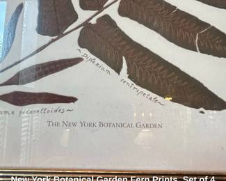 New York Botanical Garden Fern Prints, Set of fifth image