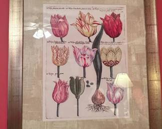 Emanuel Sweerts Florilegium Tulip Botanical Print