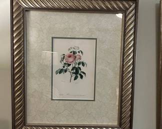 PierreJoseph Redout Rose Botanical Prints second image
