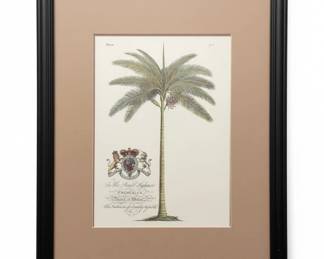Botanical Engraving by Georg Dionysius Ehret