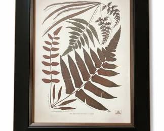 New York Botanical Garden Fern Prints, Set of fourth image