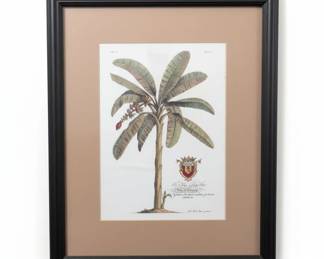 Framed Botanical Print After Georg Dionysius Ehret, Banana Tree Plate 
