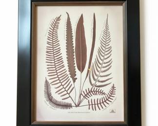 New York Botanical Garden Fern Prints, Set of second image