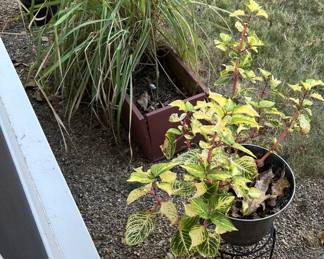 Plants