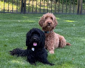 Best Friends! Two Lucky Dogs! (not for sale!)