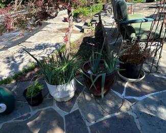 Assorted Potted Plants and Containers