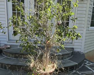 Ficus benjamina