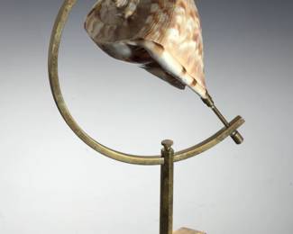 Vintage Brass Specimen Stand with Rare Bullmouth Helmet Shell