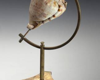 Vintage Brass Specimen Stand with Rare Bullmouth Helmet Shell