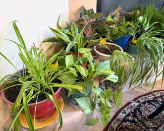 Live + faux plants