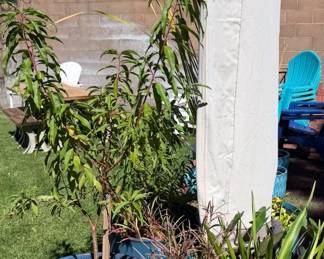 Live + faux plants