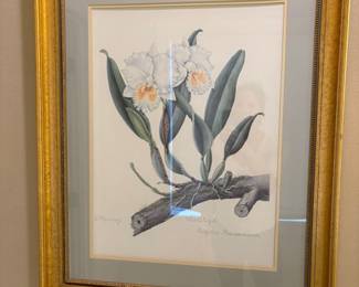 Botanical Print