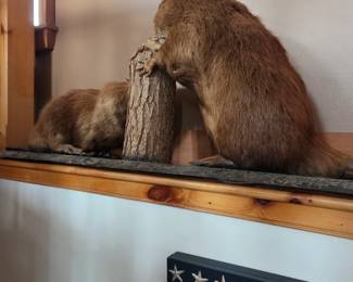 Beaver