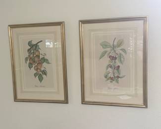 Set (3) Lg Botanicals framed  18” x 24” ea