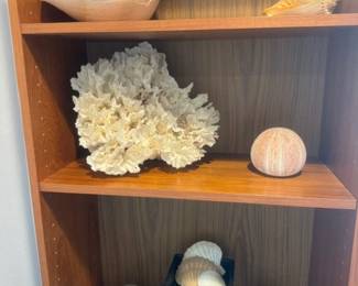 Lots of Gastropods - Beautiful Condition 