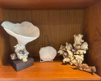 Natural White Funnel Coral.  Sea Biscuit - puffy sanddollar beached Brownstem Cluster Coral