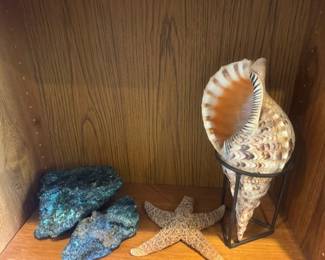 TRiton trumpet seashell Lots of Rare Rocks and Stones