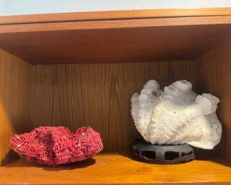 Red Coral and Cats Paw Coral or Cup Coral -Large