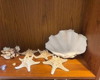 Knobby Coral (4) and giant Clam Shell