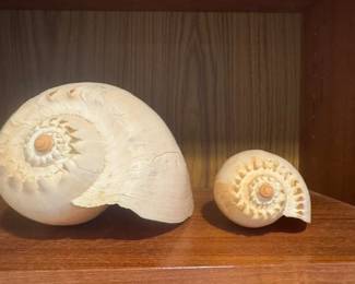 C rowned Baler shell  XL and med - Collector of Sea Shells