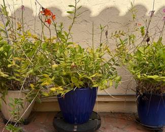 SO MANY POTTED PLANTS
