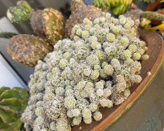 LOTS OF POTTED SUCCULANTS