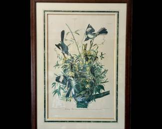 Audubon’s “Mockingbird” in the Amsterdam edition, c 1972, limited to 200 sets, double elephant folio size, custom framed at Taylor Clark Gallery including burled wood moulding and a hand drawn French mat