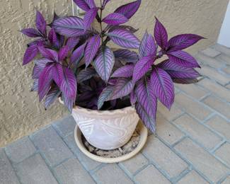 1 plant