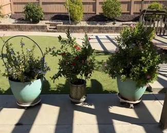 Elegant Potted Plumbago Mandevilla Bella Grande Pink Planters Caddy Trellis