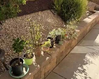 Assorted Potted Succulents Nursery Pots Terracotta Pots Saucer Garden Wall Lot