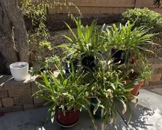 Lush Potted Plants Glazed Planters Aeonium Terracotta Pot Plant Caddy Garden Lot