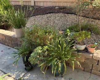 Assorted Potted Plants Jade Plant Moth Orchid Succulents Planters Garden Lot