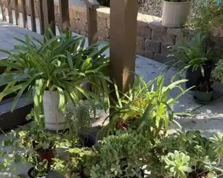 Assorted Potted Plants Succulents Ivy Geranium Planters Urn Pots Garden Lot