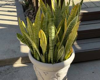 Mature Snake Plant Sansevieria Planter Wood Plant Dolly Casters Patio Greenery