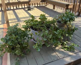 Trailing Ivy Geranium Pelargonium Potted Plants Pots Saucers Plant Stand Lot