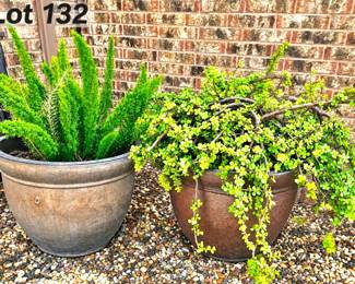 Lot 132 Two potted plants