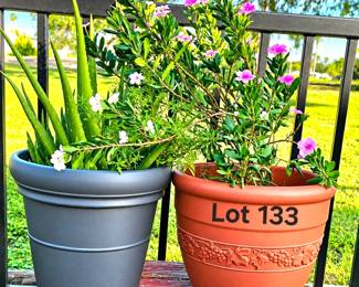 Lot 133 Two potted plants