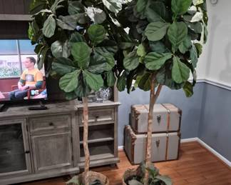 Fiddle Leaf Trees